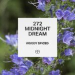 272 Midnight Dream